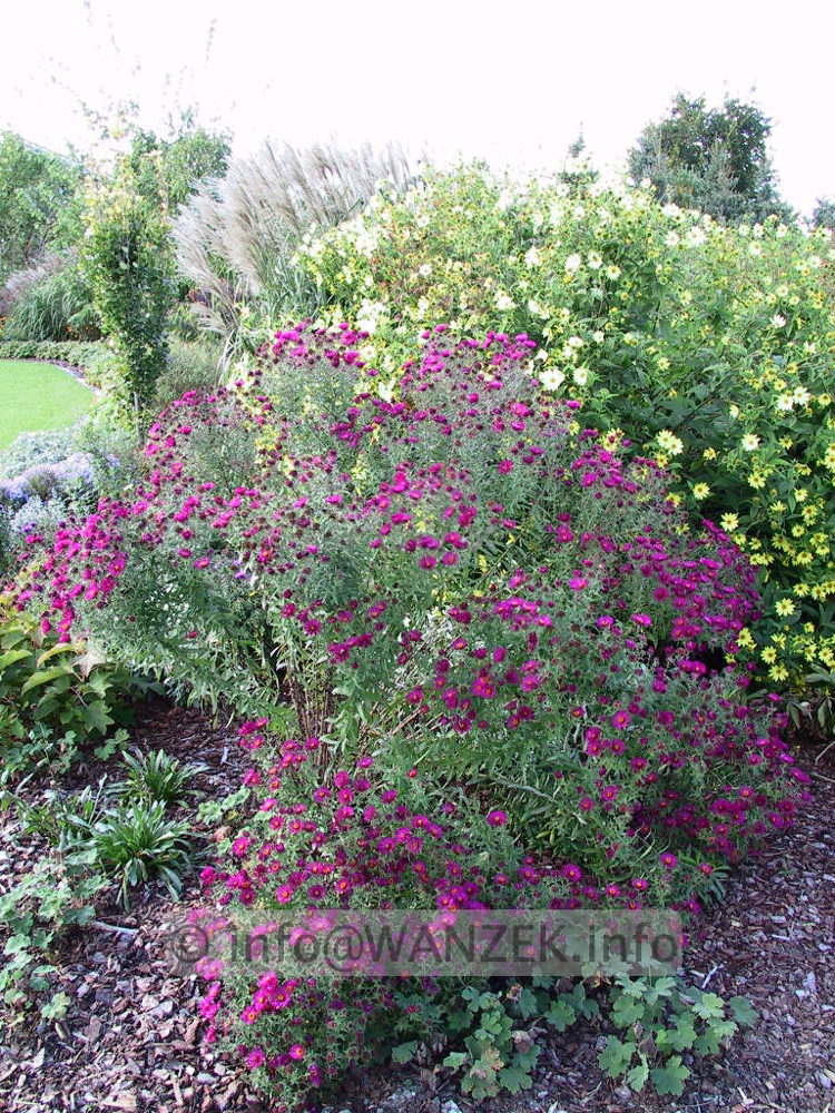 Aster novae-angliae Rubinrot Busch.jpg